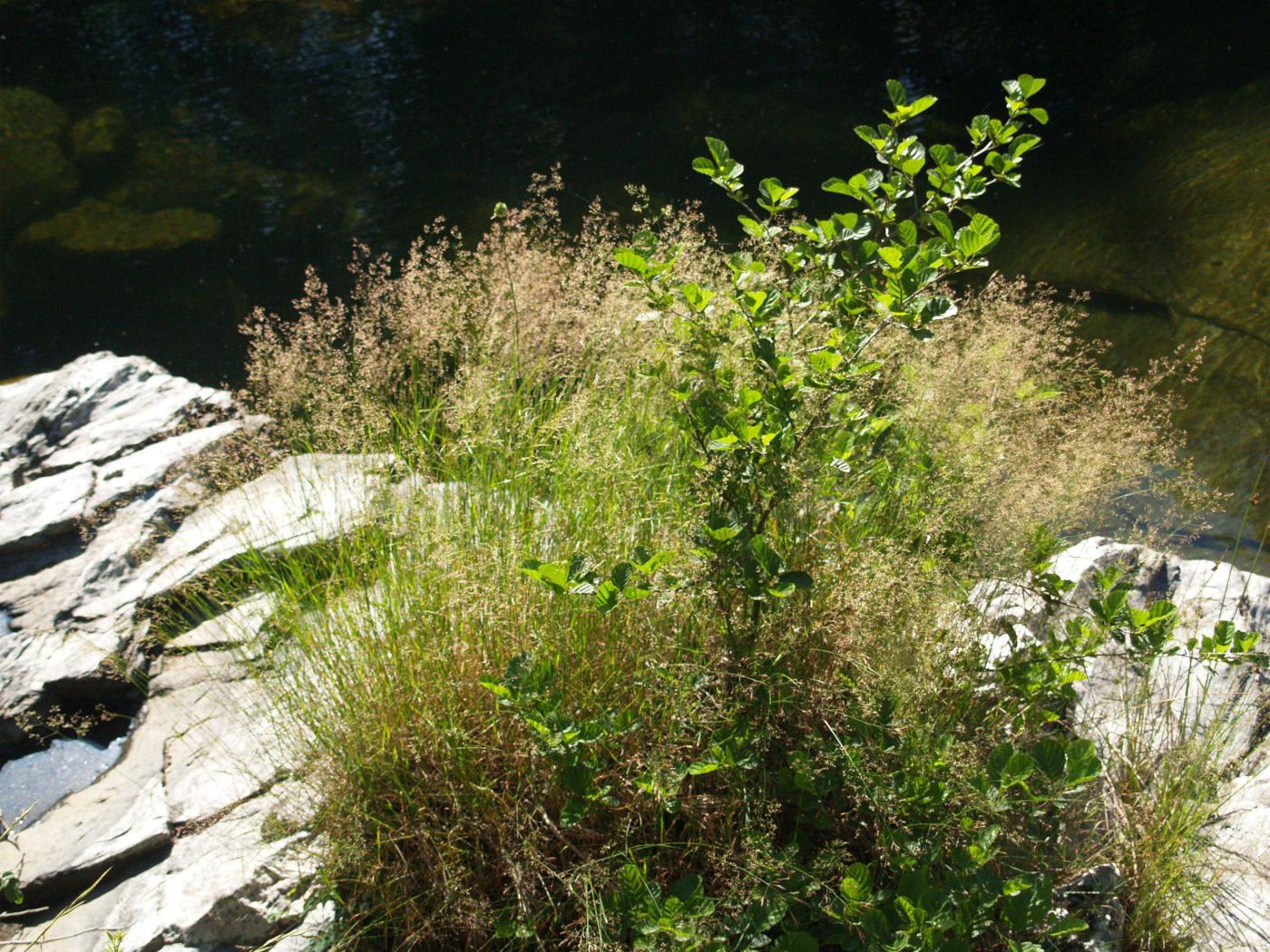 Bent, Common plant